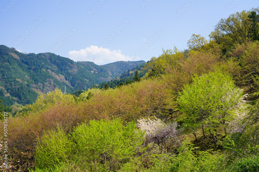 Fototapeta premium 春の桜ヶ丘公園からの眺望(徳島県三好市)