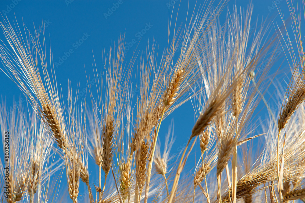 Golden cereals grows in field over blue sky. Grain crops. Spikelets of wheat, June. Important food grains Golden cereals grows in field over blue sky. Grain crops. Spikelets of wheat, June. Important food grains
