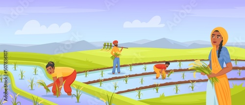 Indian farmers harvesting rice. Farmer working in land field, rural farming india agriculture, watering paddy, asian worker on planted meadow, cartoon exact vector illustration