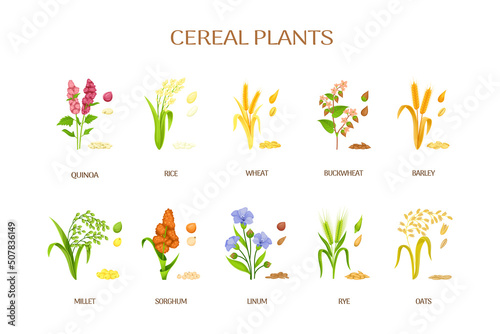 Spikelets of cereal plants. Flour ears, crops agriculture plant rye siberian millet oat, raw barley for beer, cereal grain sorghum buckwheat, isolated exact vector illustration