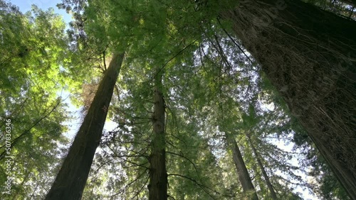 Cinematic tilt-down shot of giant redwood trees, revealing sun shining through forest and road. photo