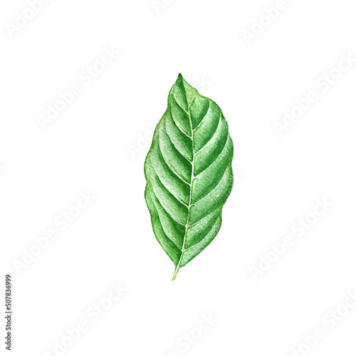 watercolor drawing tropical green leaf isolated at white background   hand drawn illustration