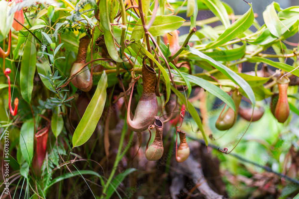 Nepenthes alata, tropical pitcher plant. Exotic plant is carnivorous