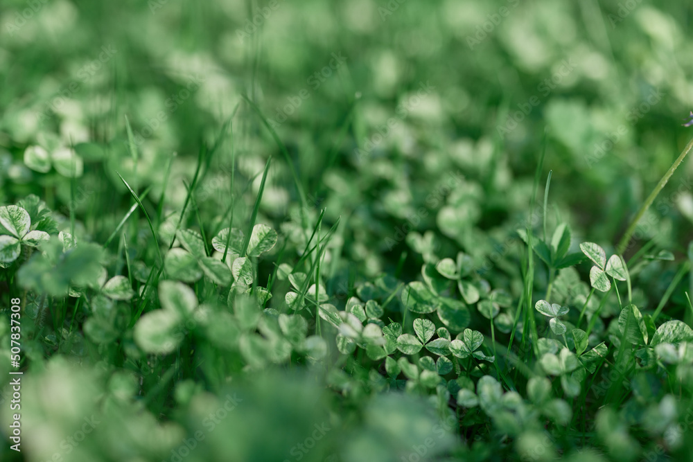 Young green leaves jib close-up, fresh lawn grass in summer on the ground in sunlight for a screen saver, mock up