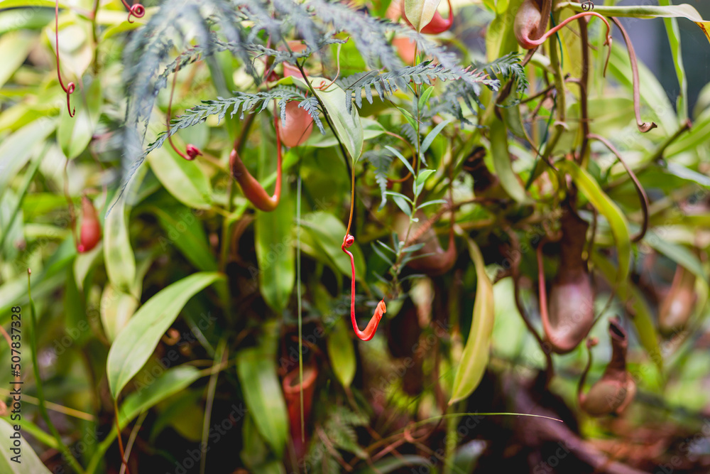 Nepenthes alata, tropical pitcher plant. Exotic plant is carnivorous