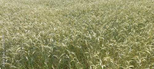 Spighe di grano in un campo agricolo in primavera photo