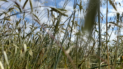 Spighe di grano in un campo agricolo in primavera photo