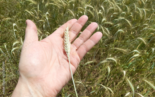 Spiga di grano nelle mani di un uomo in un campo agricolo