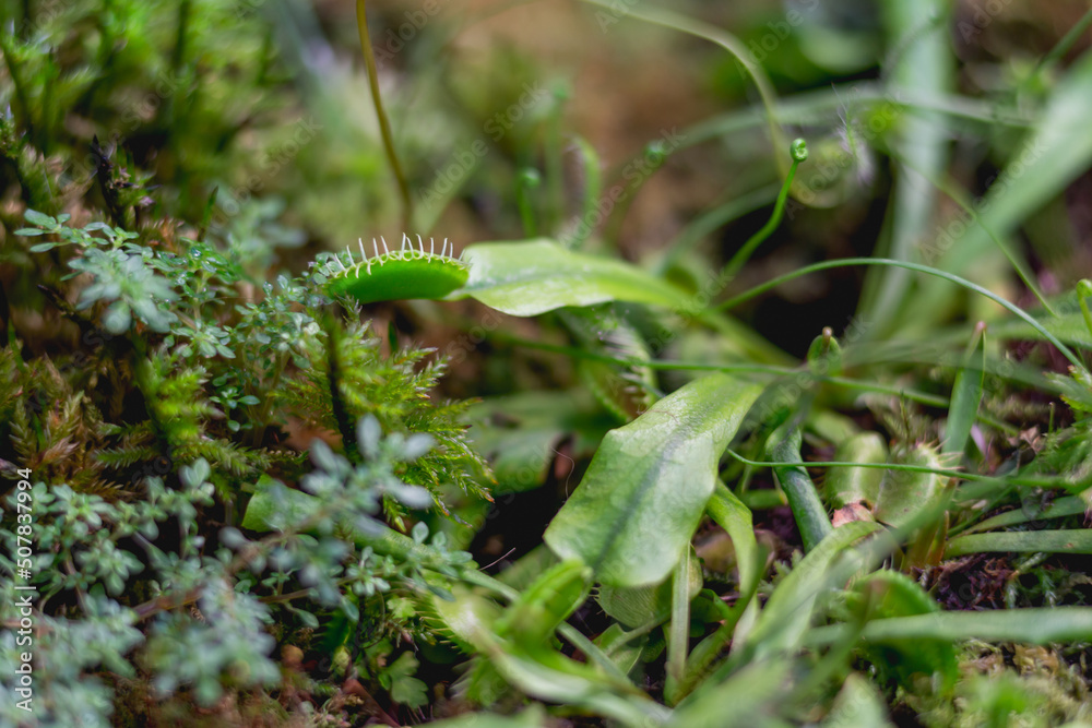 Venus flytrap or Dionaea muscipula, close up photo of carnivorous plant. Venus flytrap or Dionaea muscipula, close up photo of carnivorous plant.