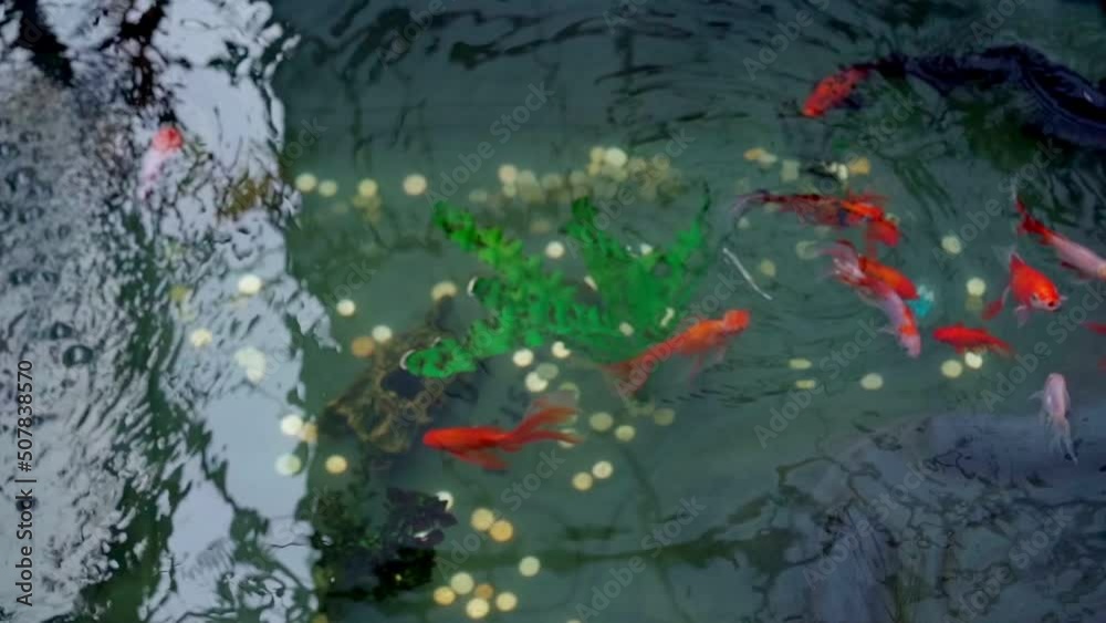Fish swim in a clear pond
Fish swim in a clear pond