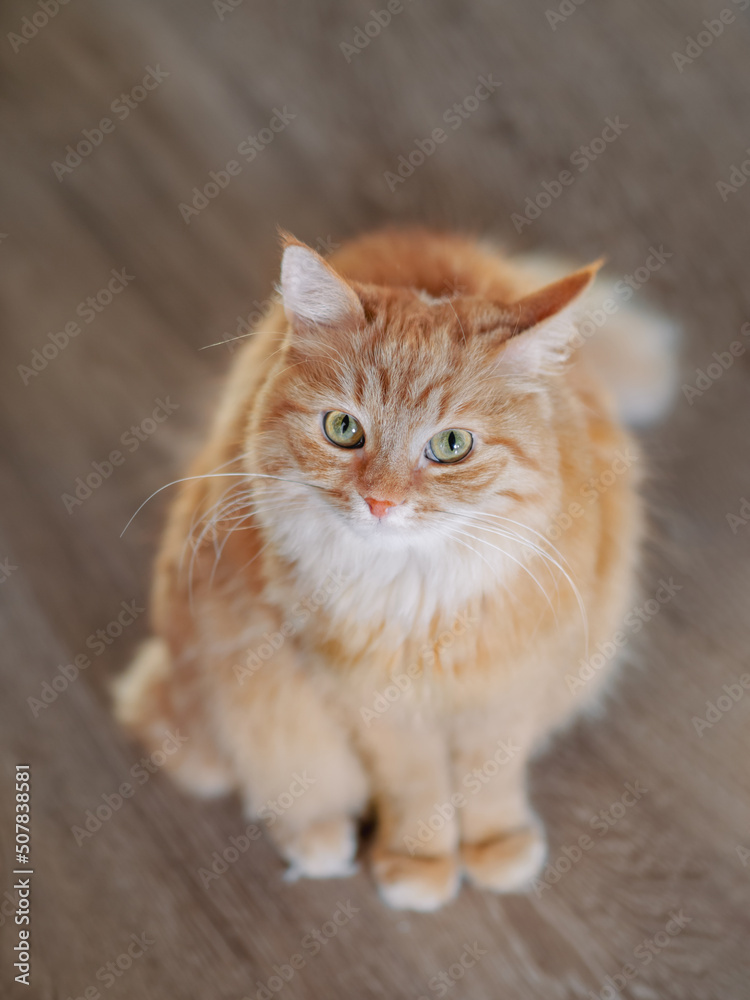 Curious ginger cat is sitting on wooden floor and looking in camera. Cute fluffy pet at home. Curious ginger cat is sitting on wooden floor and looking in camera. Cute fluffy pet at home.