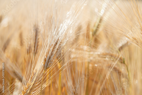 Wheat. Golden field of cereals. Grain crops. Spikelets closeup, sunny June. Important food grains