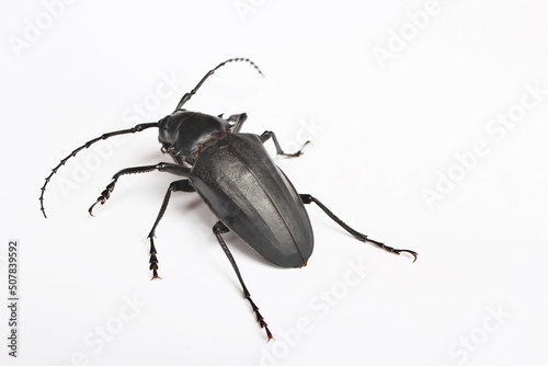 Black winged insect backside photo isolate on white background