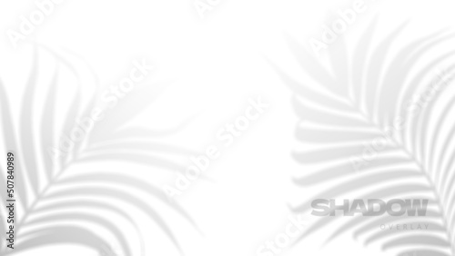 Palm tropical leaves shadow overlay on white background