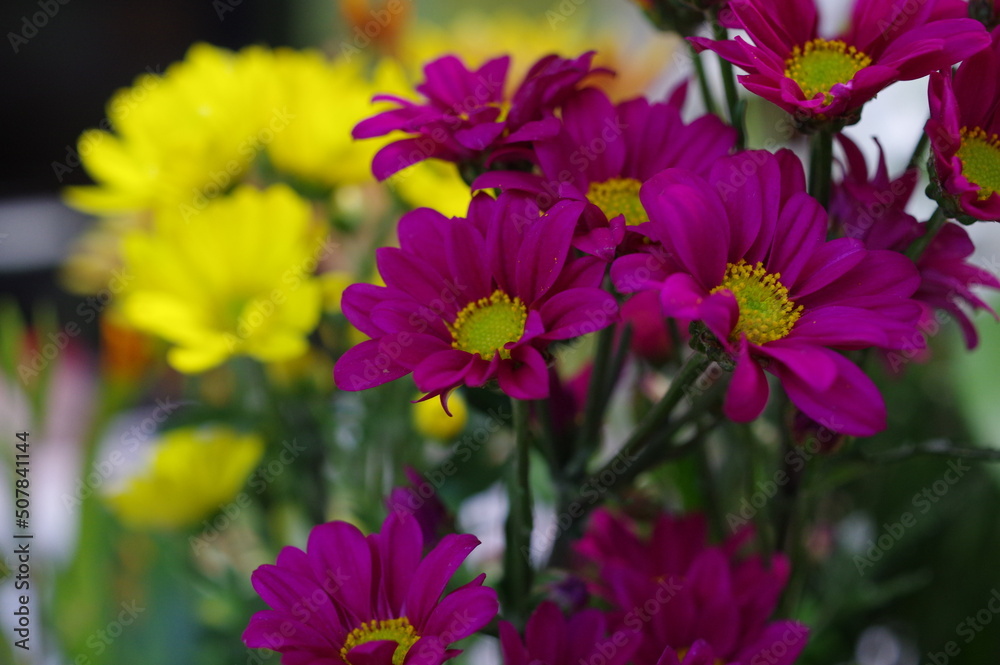 Obraz premium ムラサキ色のキクの花