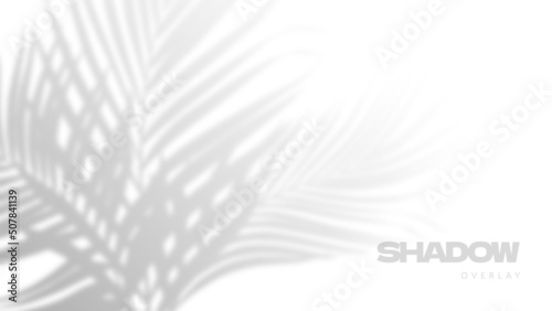 Palm tropical leaves shadow overlay on white background
