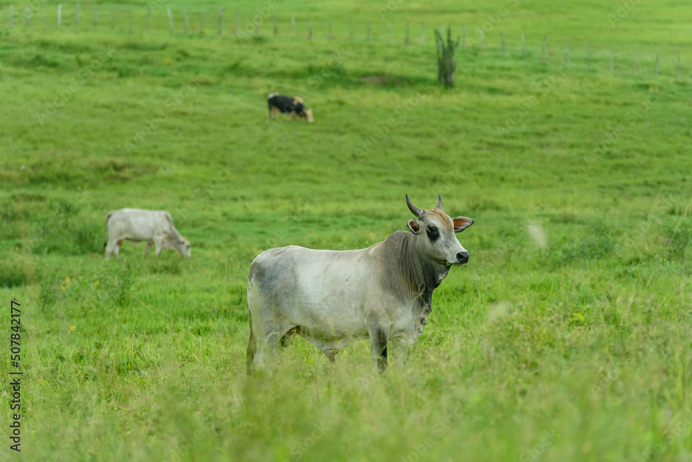 Livestock. Cattle raised in the field in Guarabira, Paraiba, Brazil on May 29, 2022.