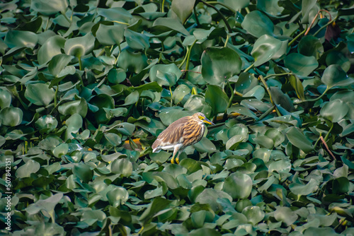 The Indian pond heron or paddybird is a small heron. It is of Old World origins, breeding in southern Iran and east to the Indian subcontinent, Burma, and Sri Lanka.