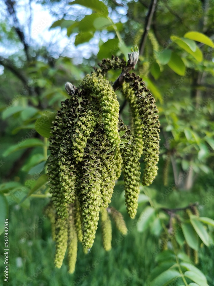 Spring - walnut tree green flowers Spring - walnut tree green flowers