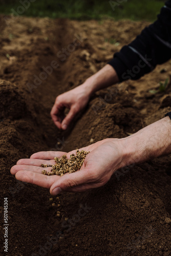 a handful of beet seeds for sowing in men's hands 4