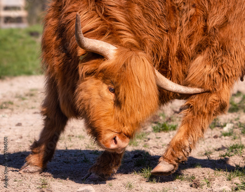 Scottish Highland cow scratching her leg with her horn