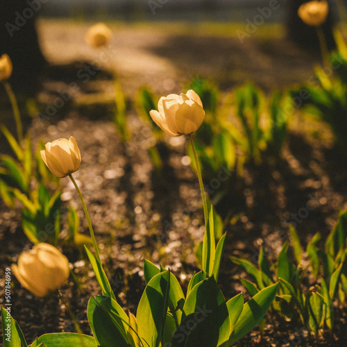 field of tulips