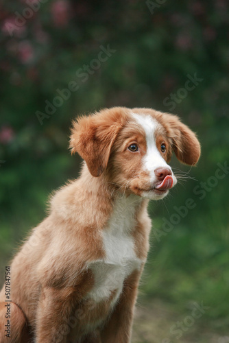 toller puppy portrait