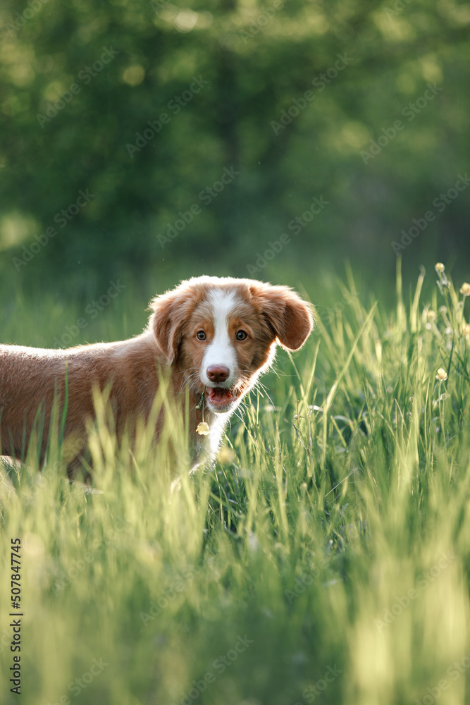 toller dog in grass