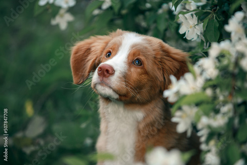 Fototapeta Naklejka Na Ścianę i Meble -  portrait of a toller dog in blossom garden