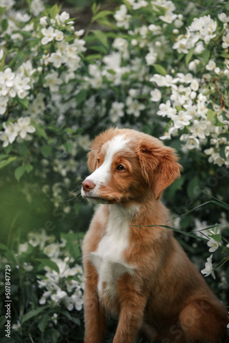 portrait of a toller dog in blossom garden