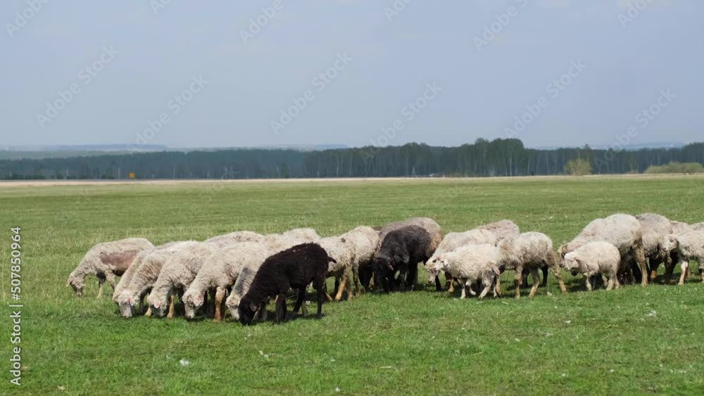 Sheep Grazing in Meadow. Flock of sheep herds in countryside. Sheep Grazing in Meadow. Flock of sheep herds in countryside.