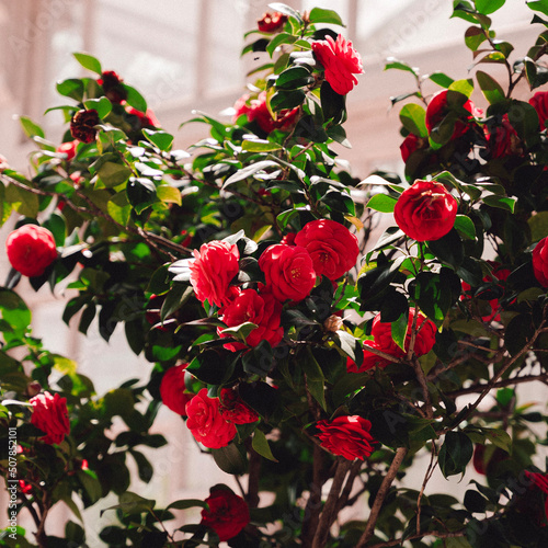 bouquet of roses