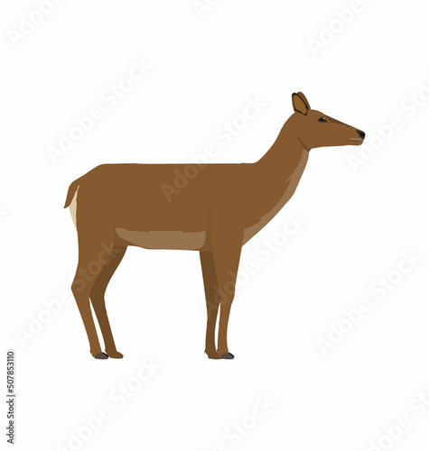 Fotografie, Tablou Female Red deer hind seen in side view - Flat vector