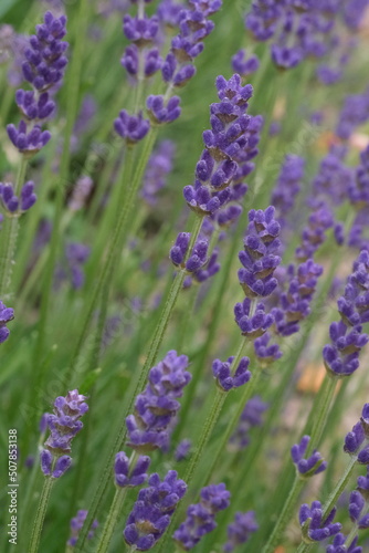 Selective focus on lavender flower in flower garden. Lavender flowers. Lavender bushes closeup. Lavender flower close up in a field. © oksanatukane