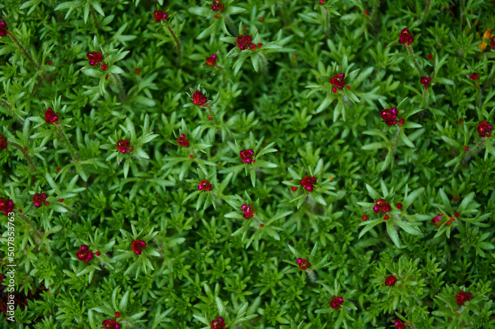 Bright pink flower buds on green foliage. Floral background.