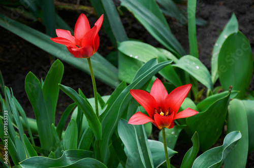 Two beautiful red opened tulips in the garden