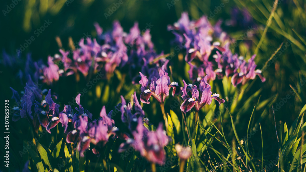 Violet spring flowers in green grass