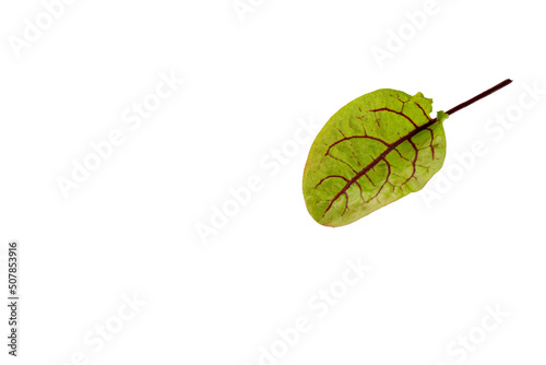 Vászonkép One leaf of Sorrel green leaves isolated on white background