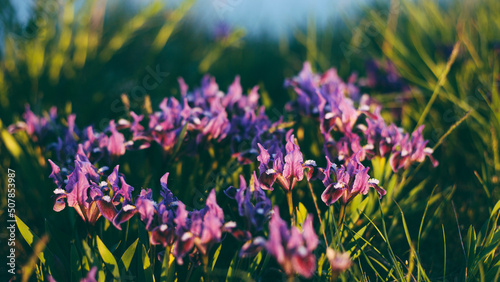 Violet spring flowers in green grass