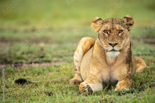 Fototapeta Naklejka Na Ścianę i Meble -  Big lion Lying Portrait_the Masai Mara_