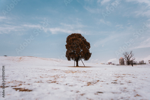 tree in the snow