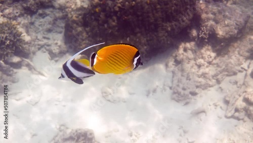 Underwater video of pair yellow blackcap butterflyfish and longfin bannerfish fish swimming among tropical coral reefs. Snorkeling activity, dive concept. Wildlife deep ocean photo