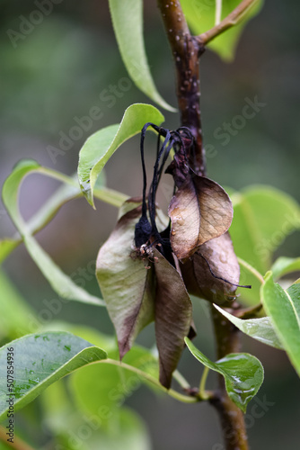 A diseased fruit tree, a dying pear tree from a fire blight on a garden plot