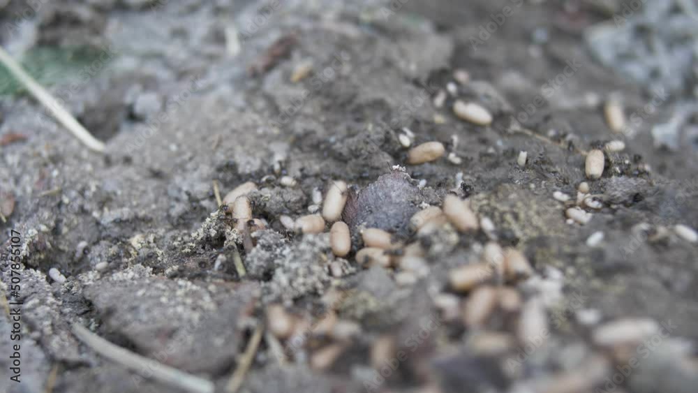 Colony of Ants Carrying Their Eggs Colony of Ants Carrying Their Eggs