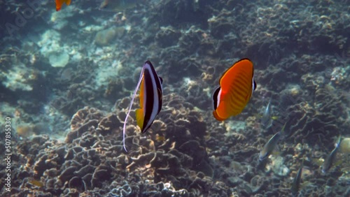 Underwater video of pair yellow blackcap butterflyfish and longfin bannerfish fish swimming among tropical coral reefs. Snorkeling activity, dive concept. Wildlife deep ocean
