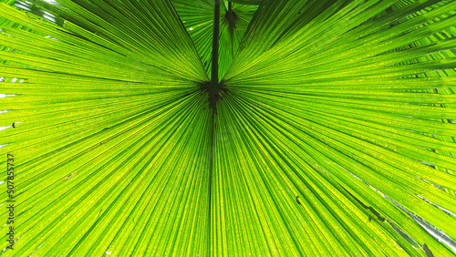 sugar palm leaves texture