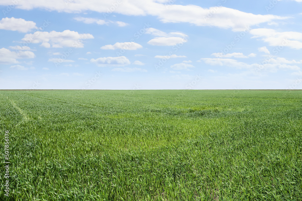 Beautiful agricultural field with ripening cereal crop under blue sky Beautiful agricultural field with ripening cereal crop under blue sky