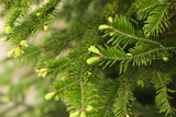 Green branches of beautiful conifer tree outdoors, closeup