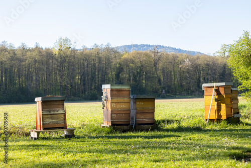 Bienenstöcke auf einer Wiese am Waldrand