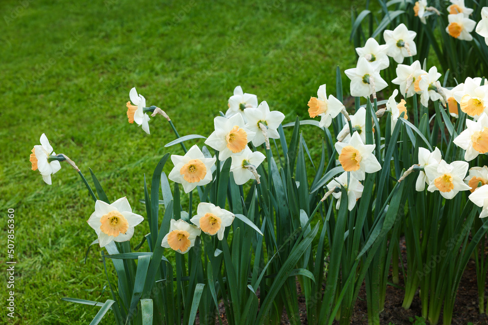 Fototapeta premium Many beautiful narcissus flowers growing outdoors. Spring season